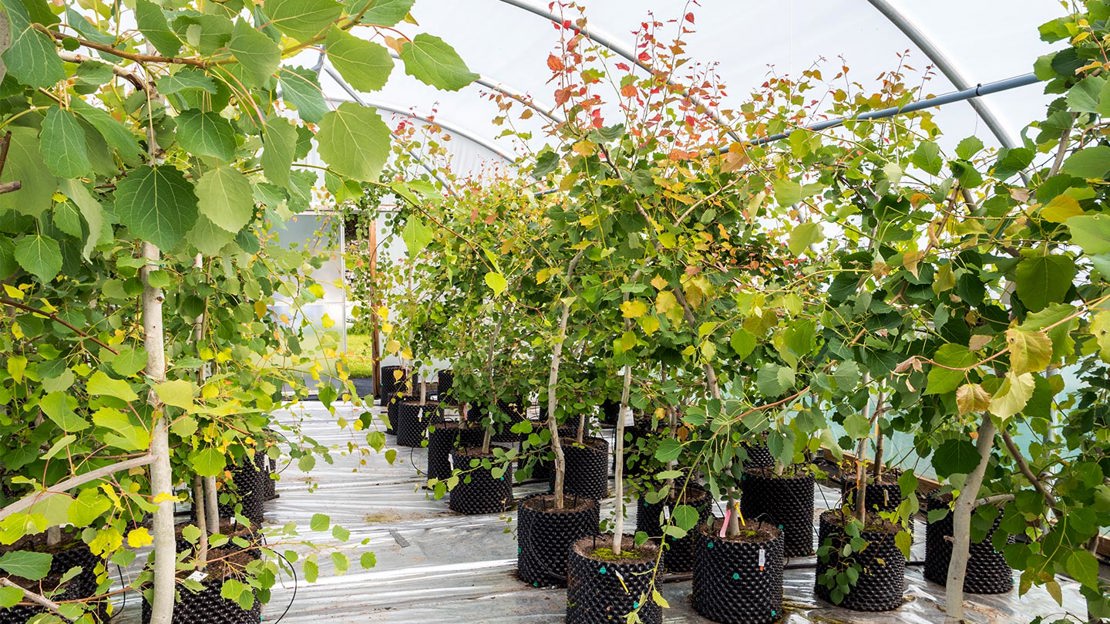 Young aspen tree saplings growing in plant pots in a nursery