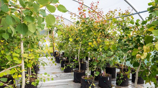 Young aspen tree saplings growing in plant pots in a nursery