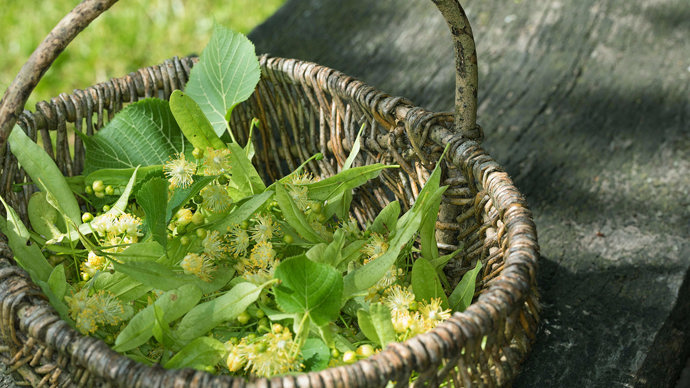 Common lime leaves in basket