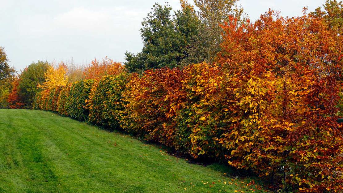 Beech hedge in autumn