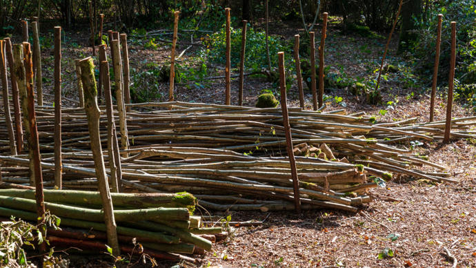 Poles harvested through coppicing by the community group at Pepper Wood