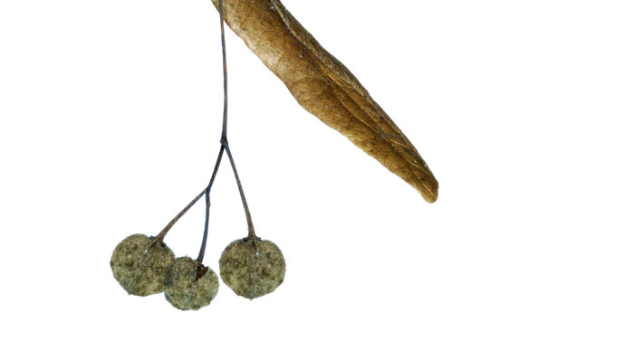 Common lime seeds on white background