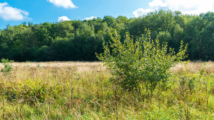 Self-seeded tree at Gorsy Piece, Pepper Wood