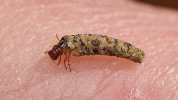 Land caddis larva in the hand