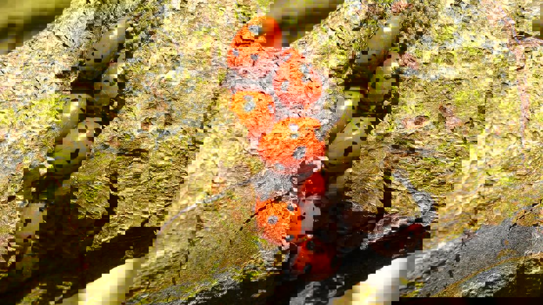 Eleven ladybirds huddled together in crevice of a branch