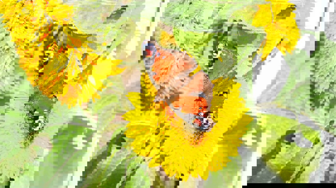 Butterfly resting with outspread wings on large yellow flower