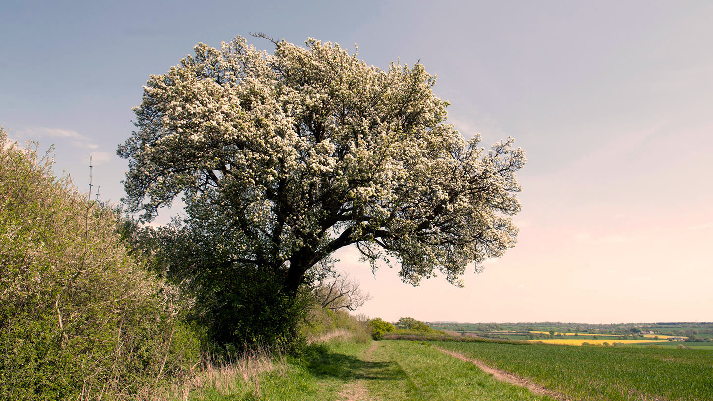 Pear (Pyrus communis) - British Trees - Woodland Trust