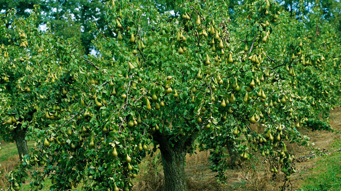 Pear tree ready for harvesting
