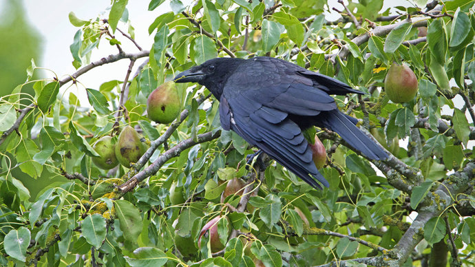 Pear with carrion crow