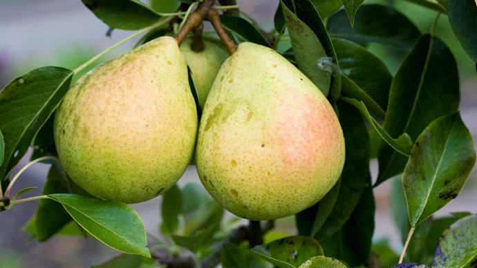 Pears on branch