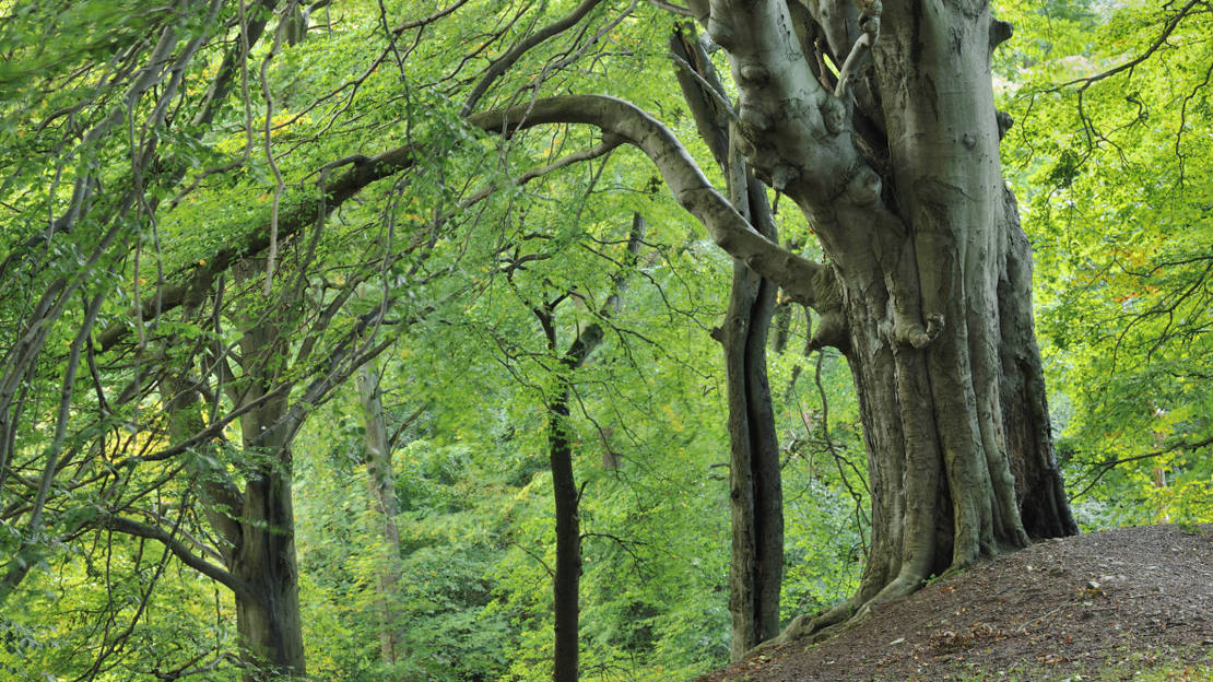 Mature beech tree at Beeslack Wood