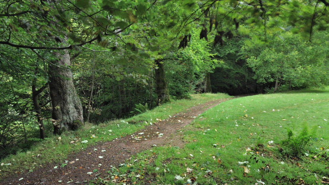 Path through Beeslack Wood