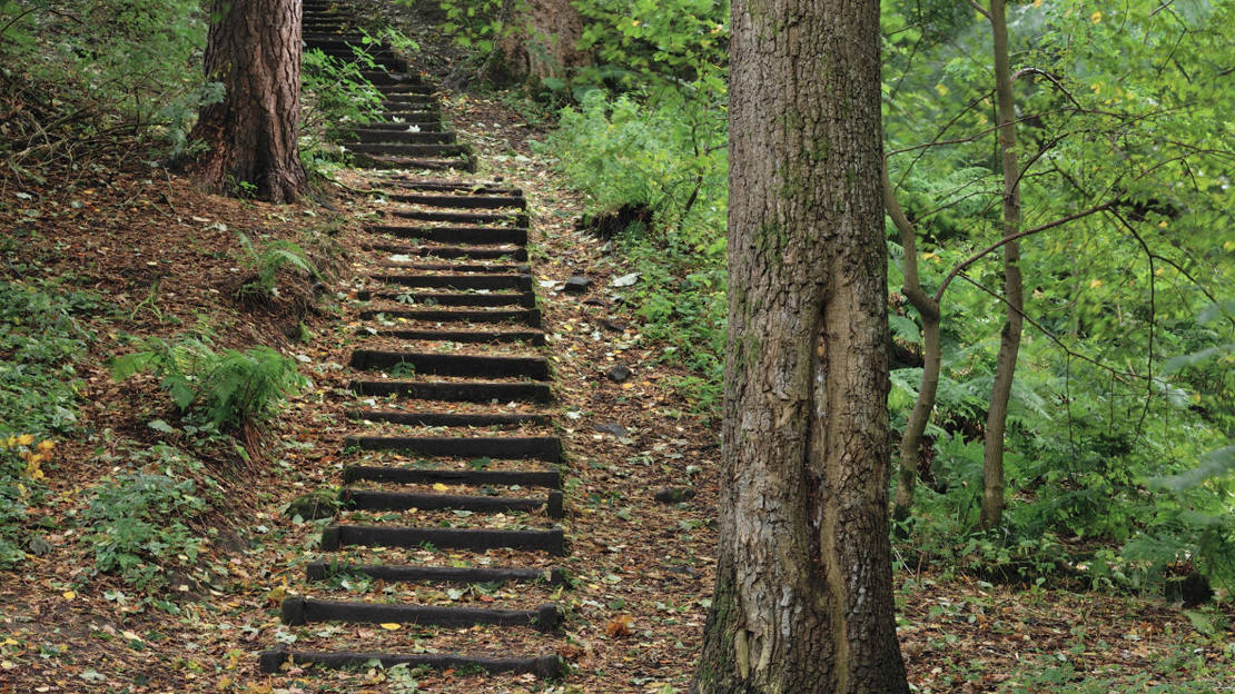 Steps leading up a slope at Beeslack Wood