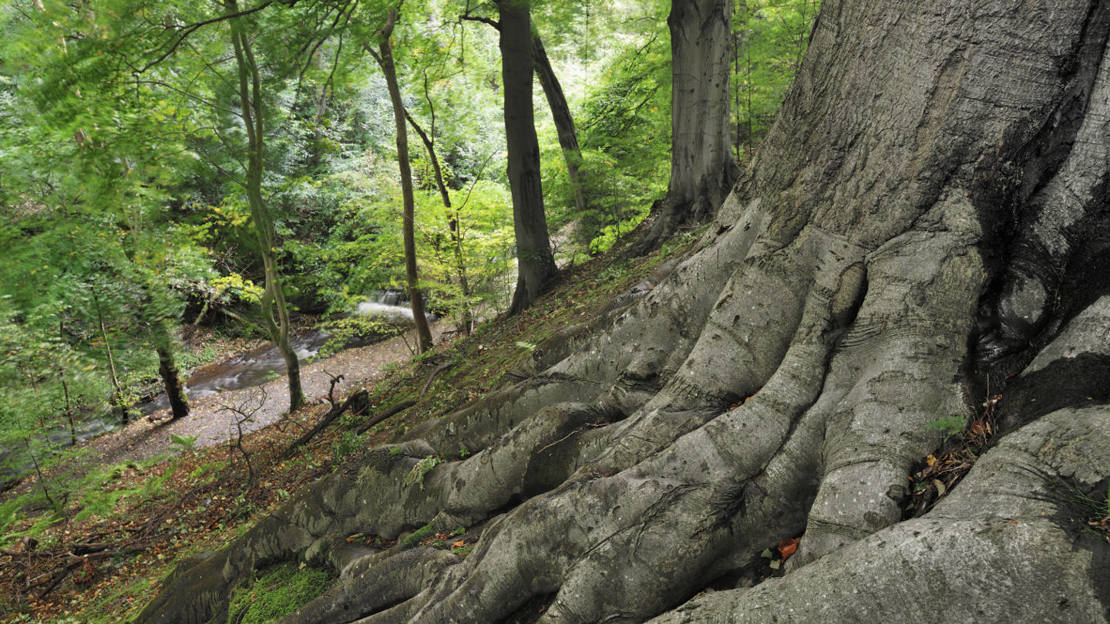 Roots of a mature beech tree at Beeslack Wood