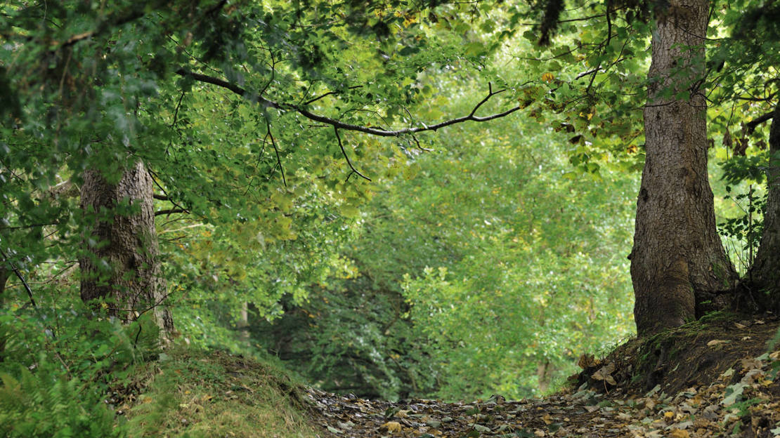 Path through trees at Beeslack Wood