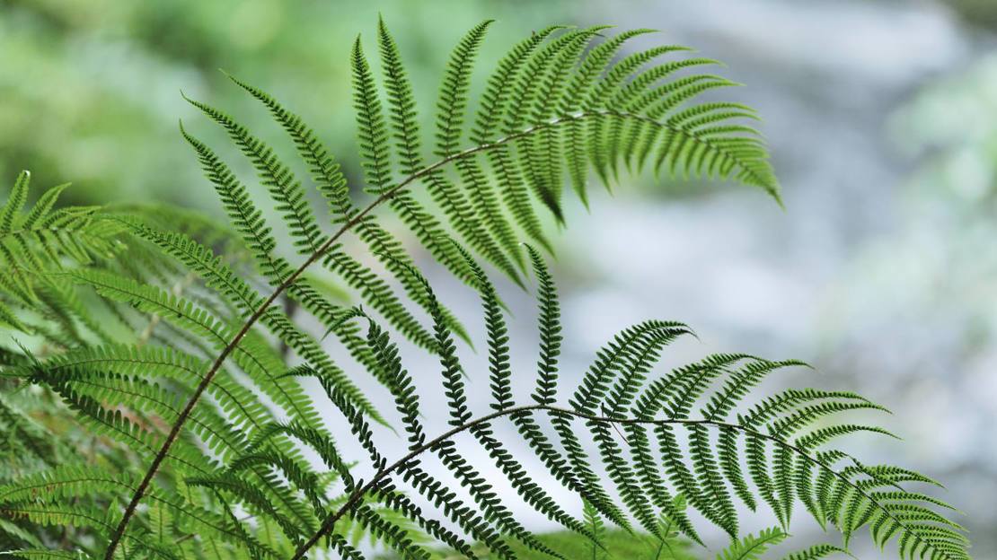 Broad buckler fern at Beeslack Wood