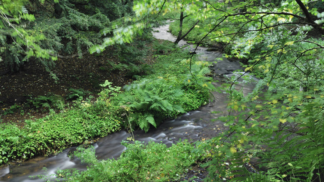 Loan Burn running through Beeslack Wood