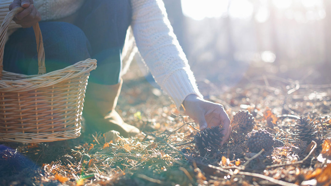 Woman Picking Pine Cone Off Ground