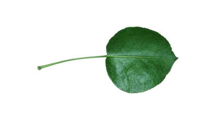 Pear single leaf
