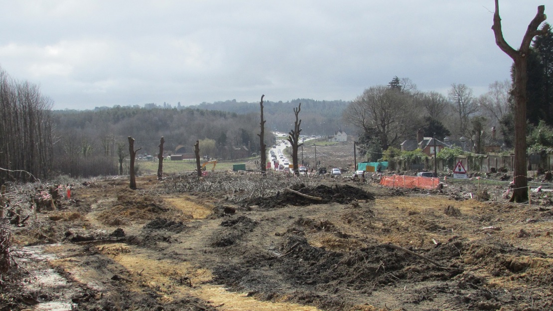 6 bare trunks remain after most of a wood has been felled alongside a busy road