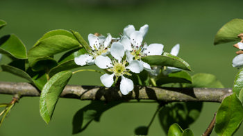 Plymouth pear flower in spring sunshine Plymouth pear flower in spring sunshine