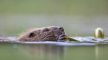 Beaver at the surface of water Beaver at the surface of water