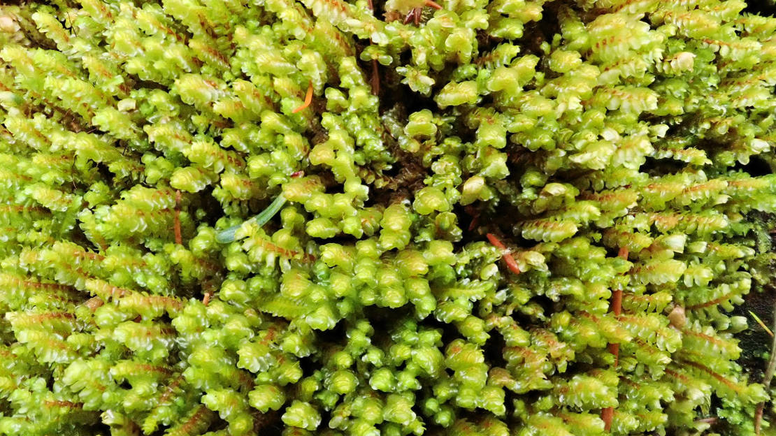 Close up of western earwort (a liverwort)