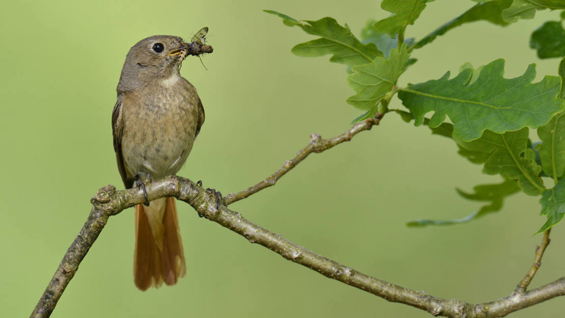 Female restart perched on a branch with insects for young