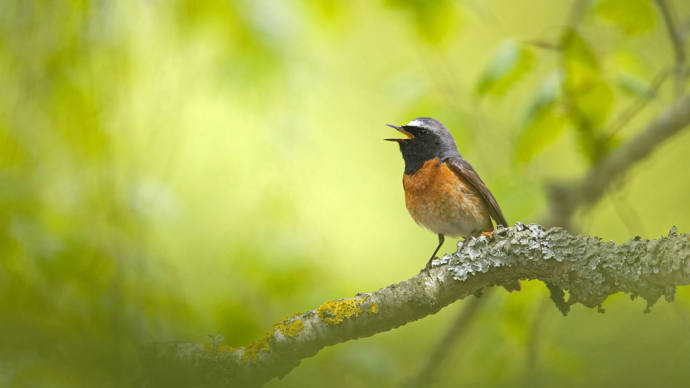 Male redstart singing from a branch