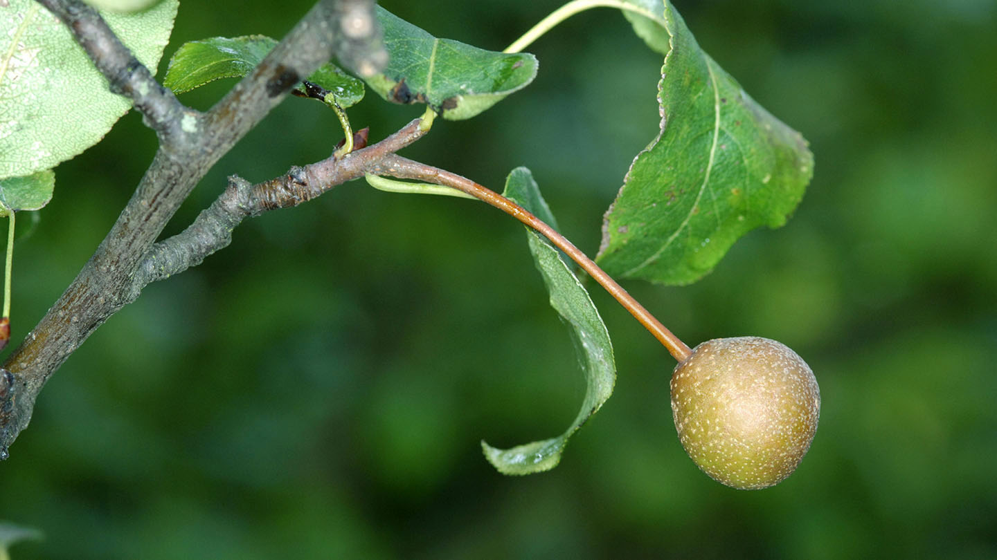 Plymouth Pear (Pyrus cordata) - British Trees - Woodland Trust