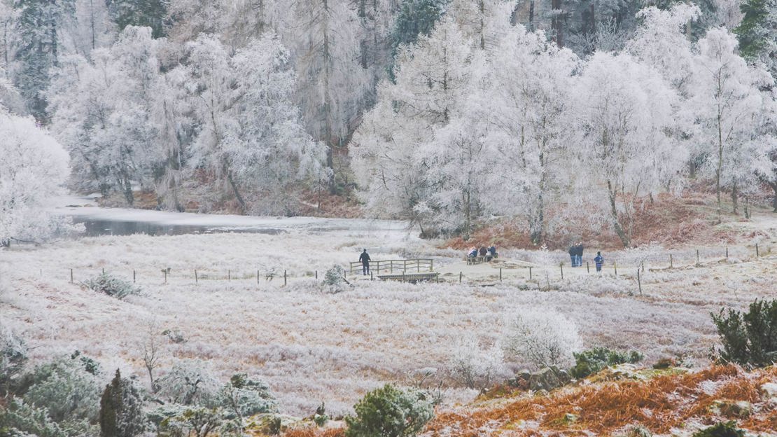 Frost covered woodland