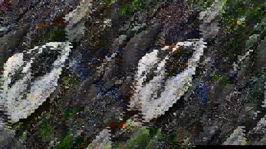 Dark coloured otter spraint on a pale grey stone