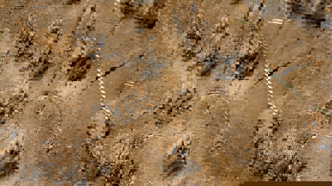 Otter tracks in the mud of a riverbank