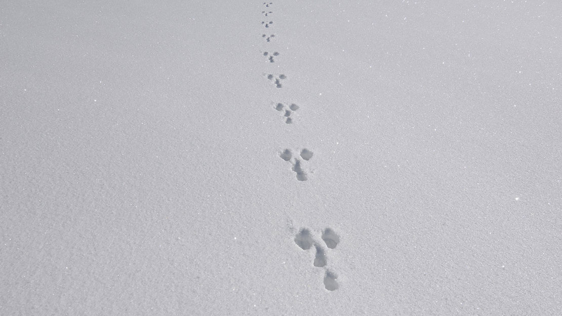 Rabbit tracks in snow