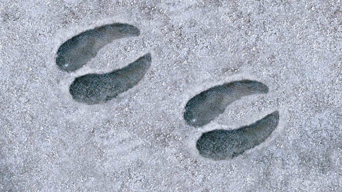 Close up of deer prints in snow