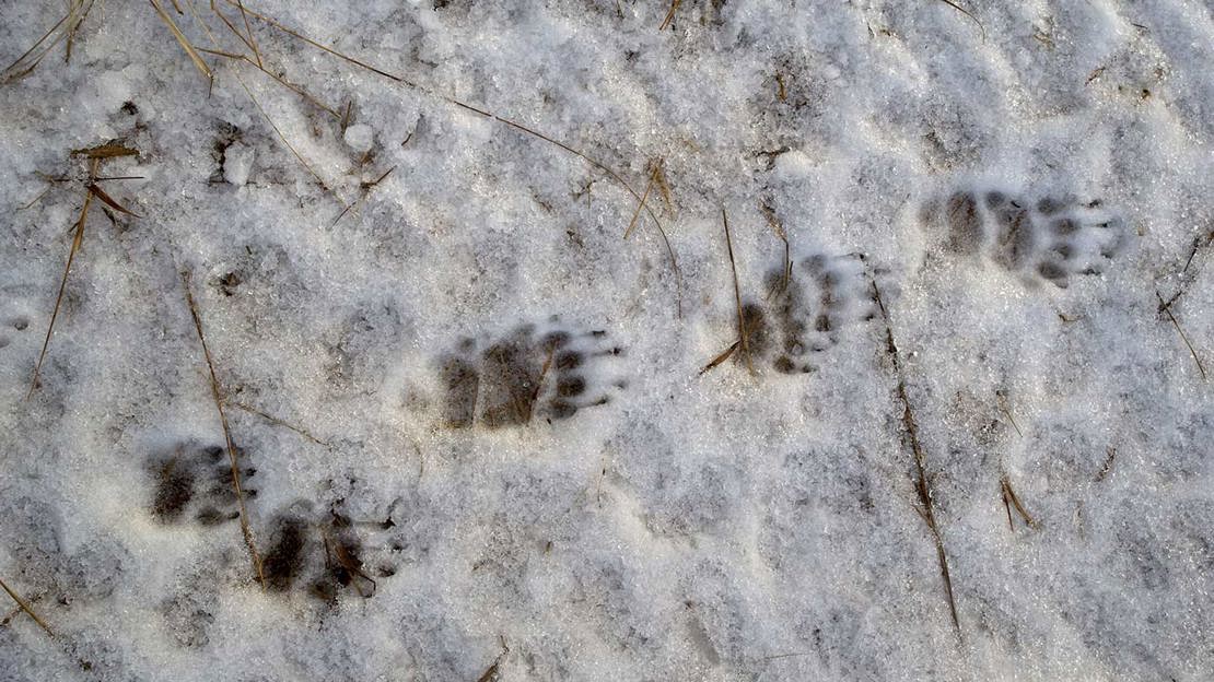 Close up of badger prints in snow