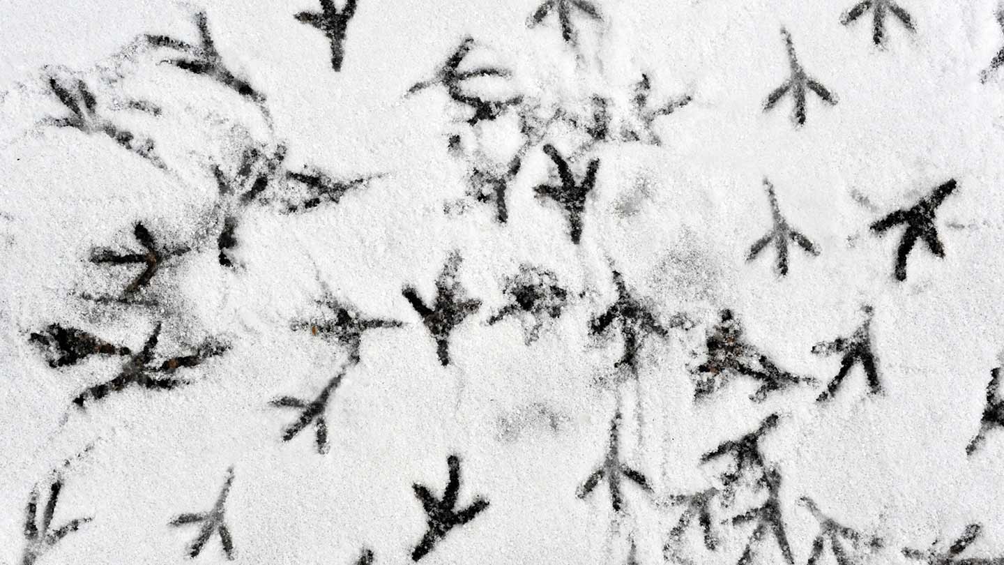 Следы птичек на снегу