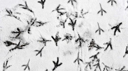 Close up of bird prints in snow