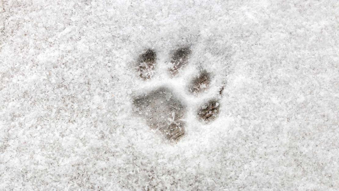 Close up of cat prints in snow