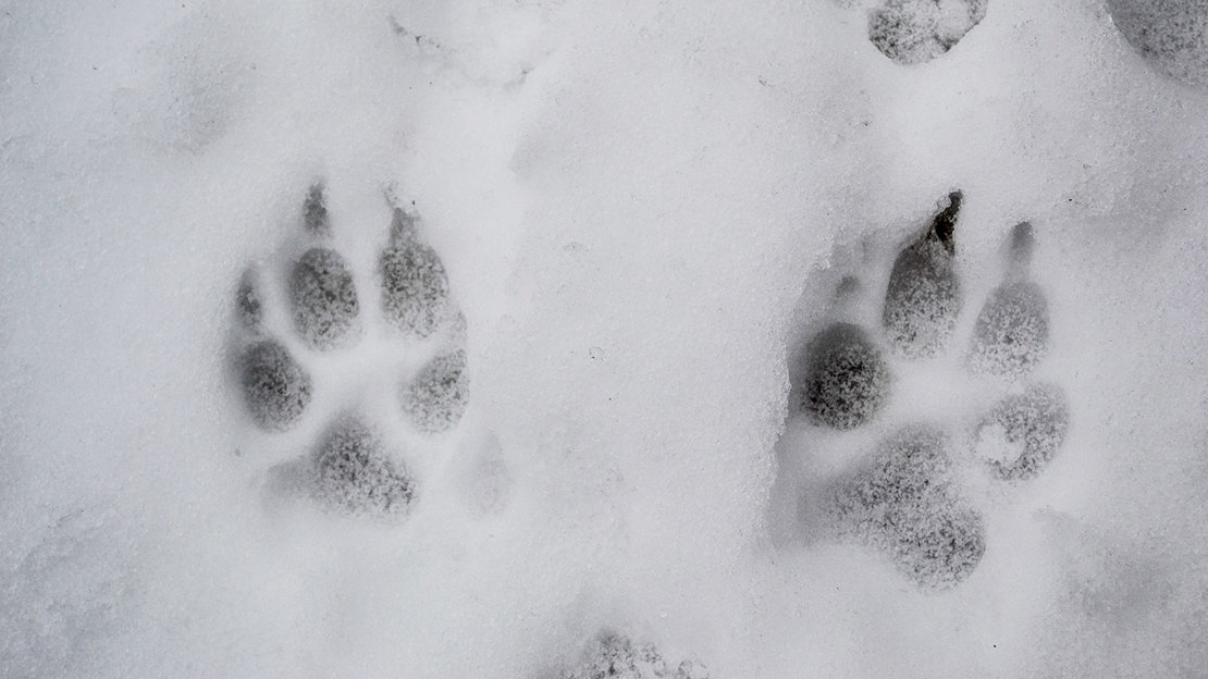 Close up of dog prints in snow