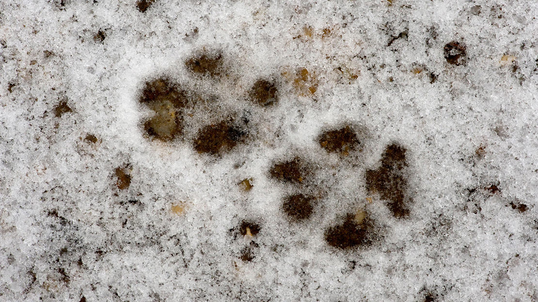 Close up of fox prints in snow