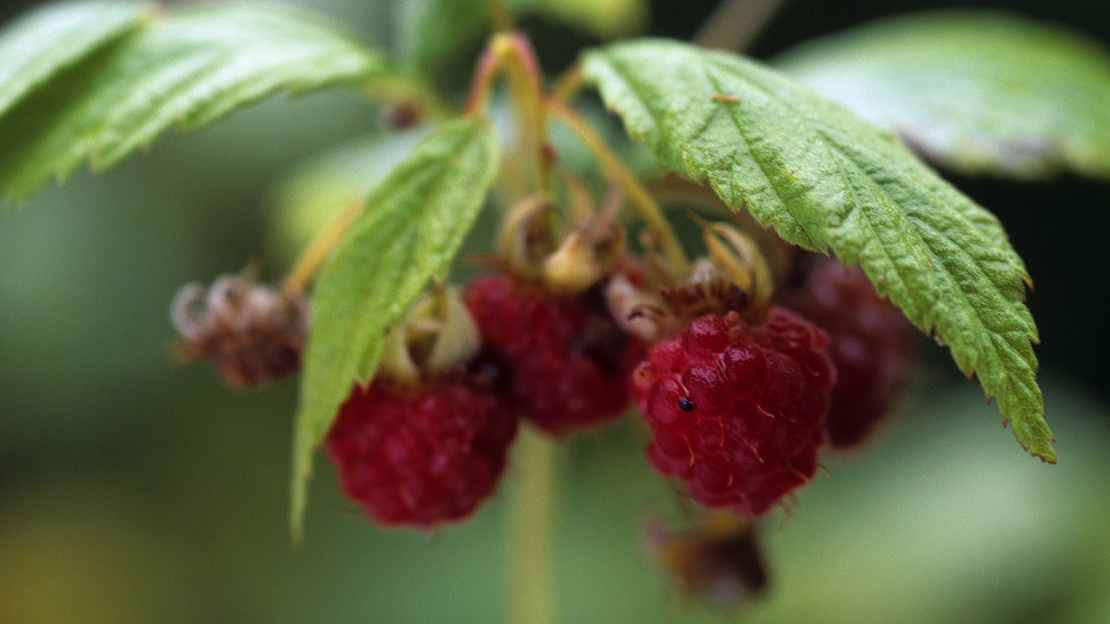 Close up of wild raspberry fruit