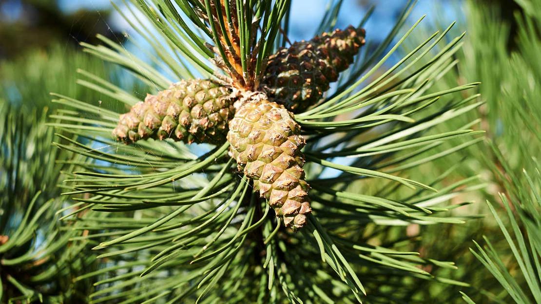 Close up of Scots pine cones