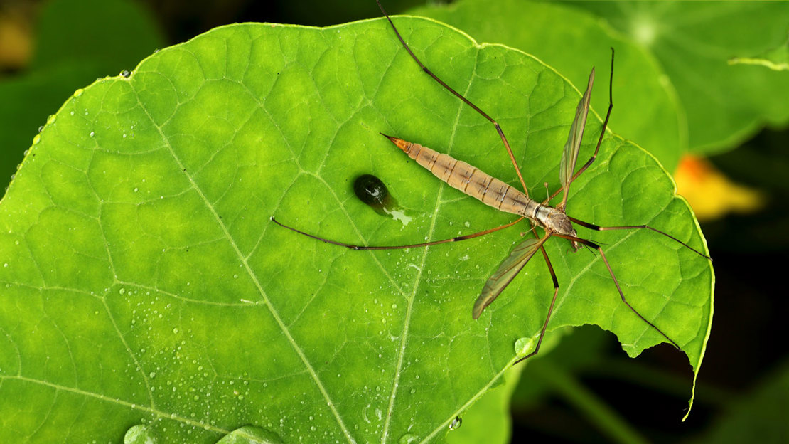 Close up of cranefly on leaf