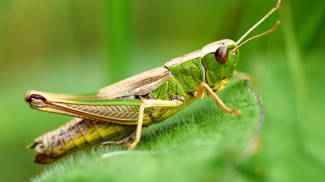 Close up of meadow grasshopper