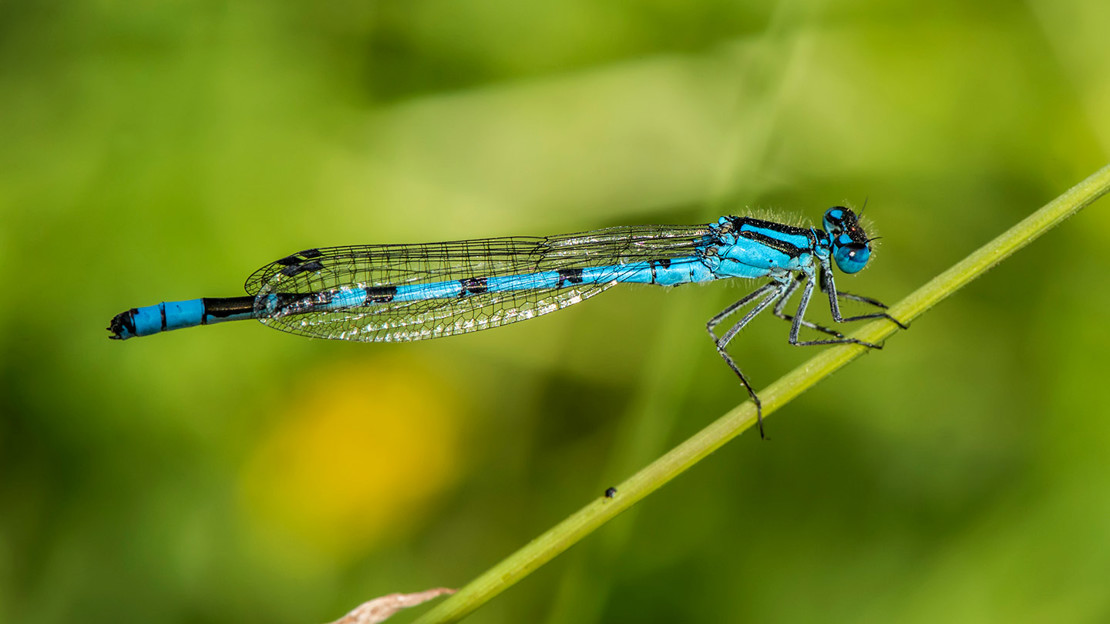 Close up of small blue damselfly