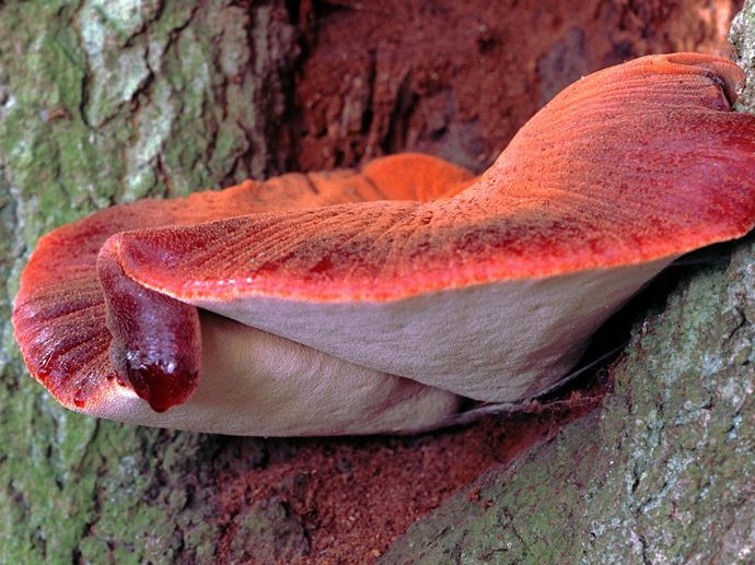 Umbraco.Cms.Infrastructure.PublishedCache.Property