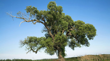 Black poplar tree overview against blue sky Black poplar tree overview against blue sky