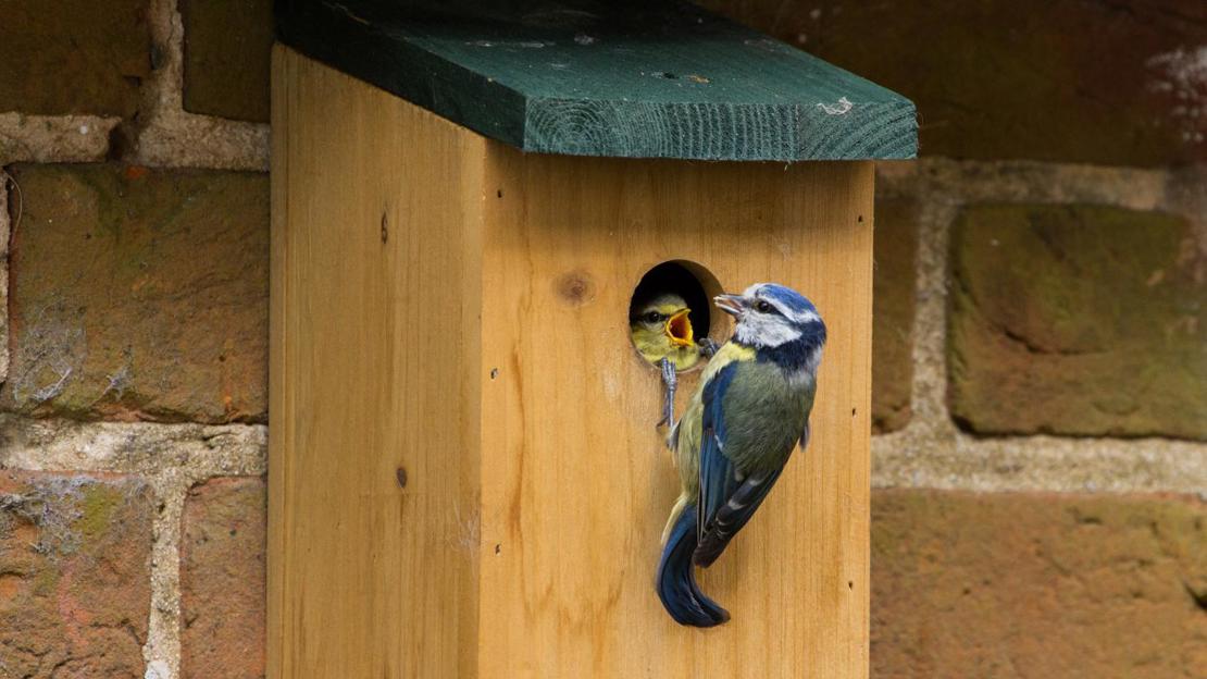 Blue tit with young in bird nest box