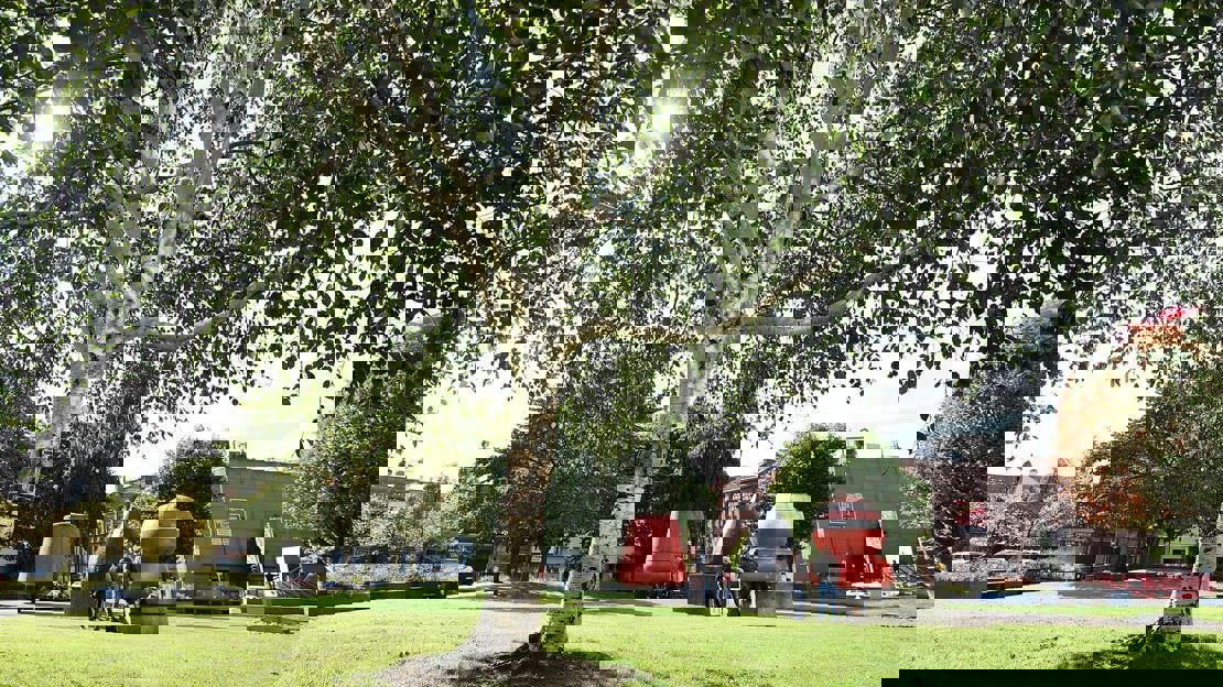 Sun shining through leafy birch branches in a grassy park with buildings nearby